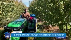 Ημαθία: Τα παραμορφωμένα ροδάκινα εκπέμπουν... SOS και η νέα καλλιέργεια το φεϊζόα 