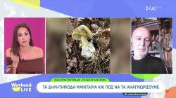Τα νεότερα για το ζευγάρι που κινδυνεύει λόγω θανατηφόρων μανιταριών - Συλλέκτης δίνει συμβουλές για τη συλλογή τους 