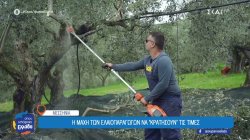 Μεσσηνία: Η μάχη των ελαιοπαραγωγών να 