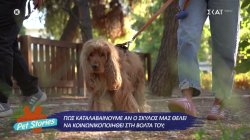 Πως καταλαβαίνουμε αν ο σκύλος μας θέλει να κοινωνικοποιηθεί στη βόλτα του 
