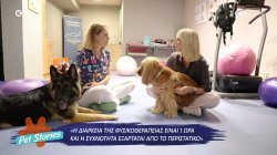 Φυσικοθεραπεία κατοικιδίων: Όσα πρέπει να γνωρίζει κάθε κηδεμόνας