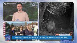 Οι αρκούδες αποτελούν καθημερινό φαινόμενο στη Καστοριά - Τι κάνουν οι άνθρωποι για να προστατευτούν 