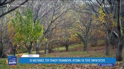 Οι καστανιές του Πηλίου πεθαίνουν - Αγωνία για τους παραγωγούς 