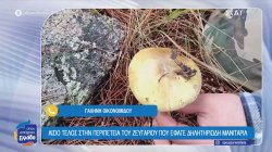 Αίσιο τέλος στην περιπέτεια του ζευγαριού που έφαγε δηλητηριώδη μανιτάρια – Ειδικός μας συμβουλεύει 