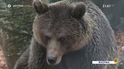 Όπου Υπάρχει Ελλάδα – Φλώρινα | Trailer | 08/12/2025