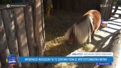 Βόλος: Αντιδράσεις φιλόζωων για το ζωντανό πόνι σε Χριστουγεννιάτικη φάτνη 