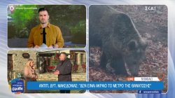 Αντιπεριφερειάρχης Δυτ. Μακεδονίας: Όσες αρκούδες είναι μέσα σε πόλεις θα πρέπει να θανατώνονται 