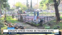 Χαϊδάρι: Μεγάλο δένδρο έπεσε σε παιδική χαρά – Δεν υπήρξε τραυματισμός 