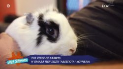 The Voice of Rabbits: Η ομάδα που σώζει 