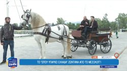 Εντυπωσιάζουν τα άλογα Ανδαλουσίας 