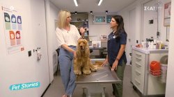 Τα πρώτα σημάδια αρθρίτιδας σε σκύλους και γάτες