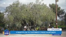 Η γηραιότερη ελιά της Πελοποννήσου ζει και δίνει καρπό 