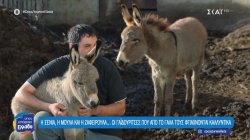 Η Ξένια, η Μούλα και η Ζαφειρούλα… οι γαϊδουρίτσες που από το γάλα τους φτιάχνονται καλλυντικά 