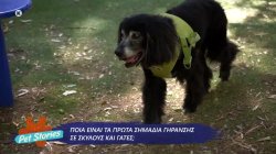 Ποια είναι τα πρώτα σημάδια γήρανσης σε σκύλους και γάτες; 