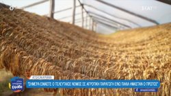  Στα ίχνη του καπνού: Η χρυσή εποχή που σμίλεψε το Αγρίνιο 