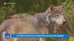 Φθιώτιδα: Η αύξηση πληθυσμού των λύκων δημιουργεί προβλήματα στους κτηνοτρόφους