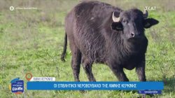 Οι επιβλητικοί νεροβούβαλοι της λίμνης Κερκίνης 