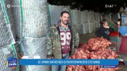 Σε οριακή κατάσταση οι πατατοπαραγωγοί στο Κιλκίς