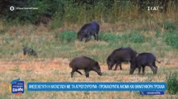 Ανεξέλεγκτη η κατάσταση με τα αγριογούρουνα - Προκαλούνται ακόμα και θανατηφόρα τροχαία