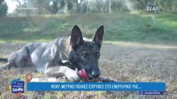 Roxy, η τετράποδη αστυνομικός των Σερρών, που έχει ανακαλύψει μεγάλες ποσότητες ναρκωτικών 