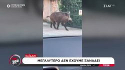  Καταγγελίες στον ΣΚΑΪ: Εμφανίστηκε αγριογούρουνο και λύκος στο Χαϊδάρι