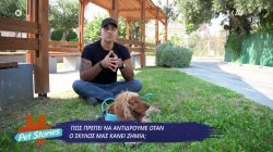 Πως πρέπει να αντιδρούμε όταν ο σκύλος μας κάνει ζημιά; 