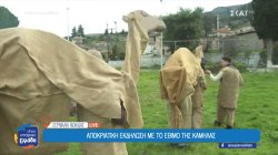 Καμήλες λίγο πάνω από την Άμφισσα – Τι σημαίνει αυτό το έθιμο; 