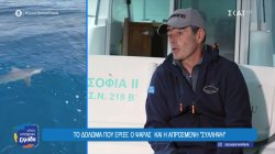 Καρχαρίας 2,5 μέτρων εμφανίστηκε ανοιχτά της Ερμιόνης 