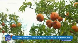 Αργολίδα: Οι καιρικές συνθήκες οδηγούν σε αδιέξοδο τους παραγωγούς κλημεντίνης