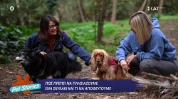 Πως πρέπει να πλησιάζουμε ένα σκυλάκι και τι να αποφεύγουμε