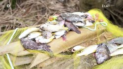 Ούτε 1, ούτε 2, ούτε 3, αλλά 44 ψάρια έβγαλε ο Γιώργος Κ.!!! - «Όταν το ακούσει ο Σηφάκης…»