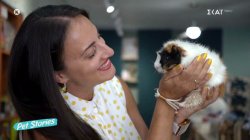 Όλα όσα πρέπει να ξέρετε αν θέλετε να υιοθετήσετε ένα ινδικό χοιρίδιο