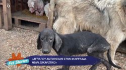 Η σοκαριστική υπόθεση κακοποίησης ζώων στη Φιλιππιάδα και η πρώτη στα χρονικά καταδίκη αντιδημάρχου 