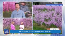 Όταν η φύση ζωγραφίζει – Από το ροζ των ροδακινιών στη Βέροια στο λευκό των αμυγδαλιών στη Λάρισα 