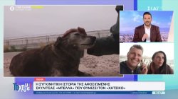 Χανιά: Η συγκινητική ιστορία της αφοσιωμένης σκυλίτσας Μπέλλα που θυμίζει τον Χάτσικο