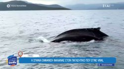 Η σπάνια εμφάνιση φάλαινας στον Παγασητικό που έγινε viral