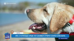 Ήρα: Ο τετράποδος ήρωας του Ελληνικού Ερυθρού Σταυρού στην Πάτρα 