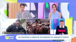 Σε συναγερμό η Λέσβος με την ζωονόσο του αφθώδους πυρετού
