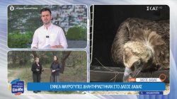 Έβρος: Μαζική θανάτωση μαυρόγυπων στο δάσος της Δαδιάς 