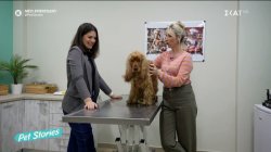 Πως να διαχειριστούμε την απώλεια όρεξης σε σκύλο ή γάτα