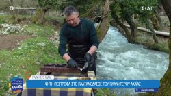 Ψητή πέστροφα στο Πλατανόδασος του Πλανητέρου Αχαΐας