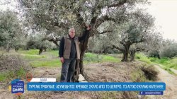 Πυργάκι Τριφυλίας: Ασυνείδητος κρέμασε σκύλο από το δέντρο, το άτυχο σκυλάκι κατέληξε