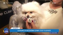 Τα σκυλάκια στην Καλαμαριά τρώνε… σούσι