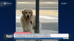 Κάτοικοι στο Dubai φεύγουν και αφήνουν τα κατοικίδια τους στο δρόμο ή για ευθανασία