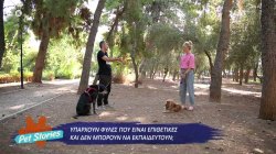 Είναι αλήθεια πως κάποιες φυλές σκύλων που είναι επιθετικές και δεν μπορούν να εκπαιδευτούν; 