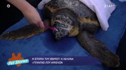 Αρχέλων: Ο σύλλογος που προστατεύει θαλάσσιες χελώνες και οι πιο ξεχωριστές ιστορίες διάσωσης 