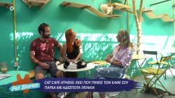 Athens Cat Café: Το πρώτο γατοκαφέ της Αθήνας 