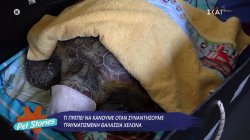 Τι πρέπει να κάνουμε όταν συναντήσουμε τραυματισμένη θαλάσσια χελώνα 