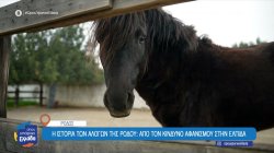  Η ιστορία των αλόγων της Ρόδου: Από τον κίνδυνο αφανισμού στην ελπίδα 