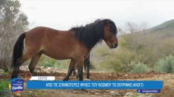 Σκυριανό άλογο: Από τις σπανιότερες φυλές του κόσμου